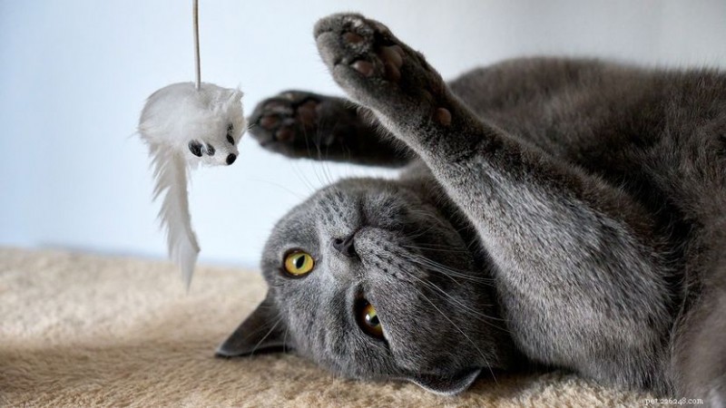 15 verschillende kattenrassen om te adopteren en te koesteren 