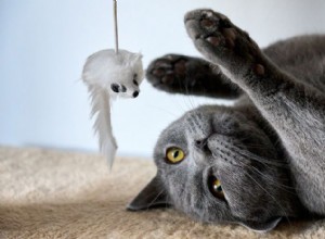 15 odlišných plemen koček, které si osvojíte a budete je milovat 