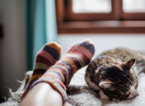 猫があなたの足元で寝る理由:科学的洞察 
