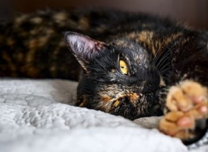 Черепаховые и ситцевые кошки:как их шерсть отличается по цвету, рисунку и генетике 