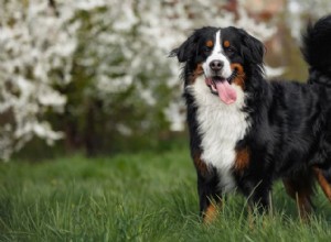 버니즈 마운틴 도그(Bernese Mountain Dog):스위스 알파인의 일꾼이자 충성스러운 가족의 동반자 