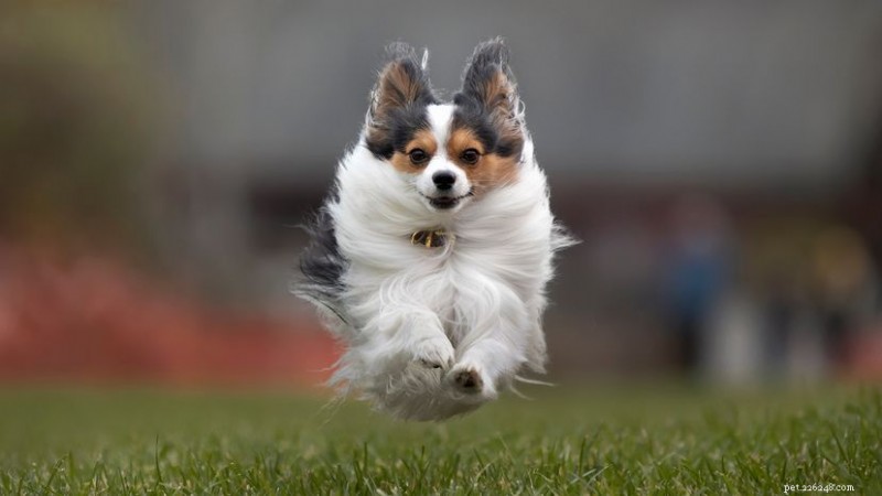 10 raças de cães pequenos que vão roubar seu coração 