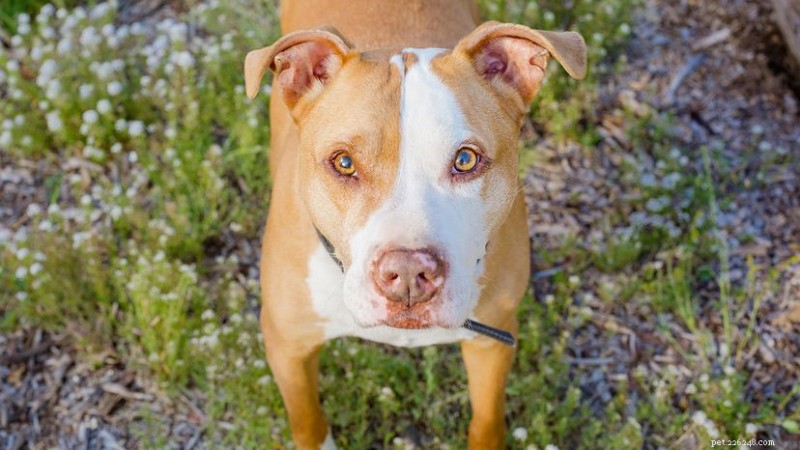 Raças de cães mais assustadoras:mito versus realidade 