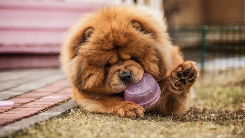 抱っこに最適な低エネルギー犬種トップ10 