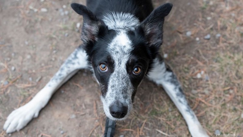 Por que todo Border Heeler precisa de um emprego:o guia definitivo 