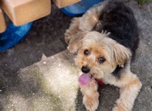 Morkie Dog Guide:몰타 요크셔 테리어 믹스의 특성, 관리 및 훈련 