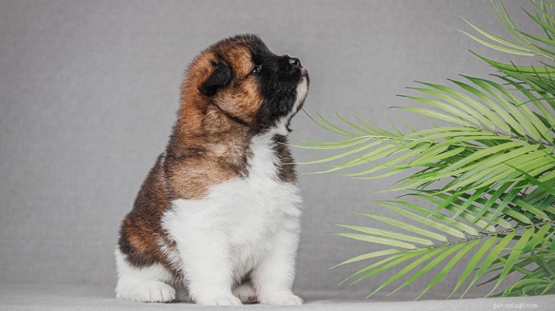 10 のトリコロールの犬種:その歴史と特徴のガイド 