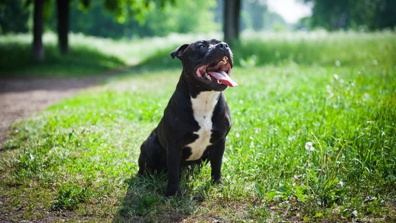 スタフィー・ブル・ピット:働く犬から愛する家族の伴侶へ 