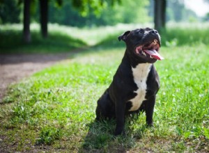 Staffy Bull Pit:일하는 개에서 사랑하는 가족 동반자로 