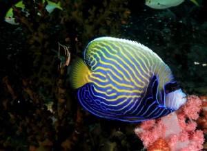 7 fantastiska fiskar som kommer att förvandla ditt akvarium 