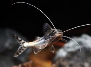 Pictus Catfish:En elegant, aktiv sötvattensart för gemenskapens tankar 