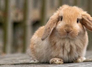 De sötaste kaninraserna:7 fluffiga följeslagare för ditt hem 