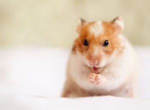 Gerbils vs Hamsters:En tydlig guide för potentiella husdjursägare 