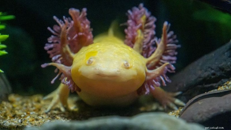 Axolotl Care Guide:Hur man skapar ett hälsosamt, stressfritt hem för din amfibie för husdjur 