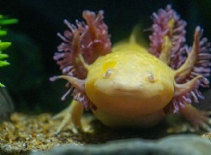 Axolotl Care Guide:Hur man skapar ett hälsosamt, stressfritt hem för din amfibie för husdjur 