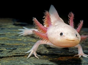 Axolotl Diet 101:Vad du ska mata din salamander i fångenskap 