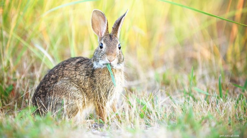 O que os coelhos realmente deveriam comer:um guia para uma dieta saudável e rica em fibras 