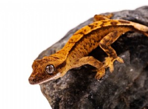 Topp 9 reptilhusdjur för nybörjare och entusiaster 