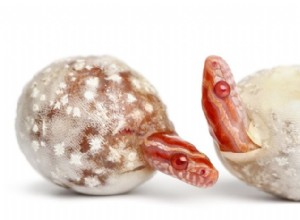 Pink Corn Snakes:En sällsynt vild pärla som blev populärt val för husdjur 