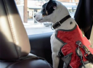Den avgörande betydelsen av hundsäkerhetsbälten för trafiksäkerheten 