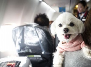 Nytt DOT-beslut skärper reglerna för känslomässigt stöd för djur på flyg 