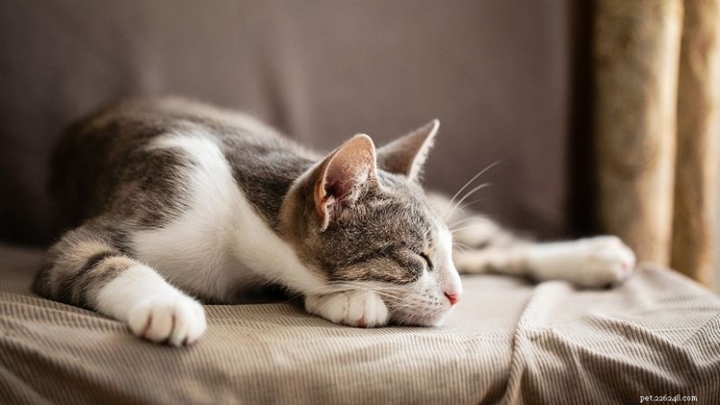 Waarom slapen katten zo veel? Normale slaappatronen voor katten begrijpen 