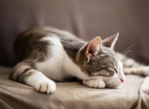 猫はなぜそんなによく寝るのでしょうか？猫の正常な睡眠パターンを理解する 