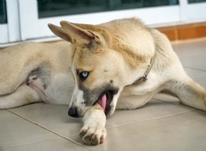 14 příznaků alergie na psy, které si musíte všimnout:Průvodce veterináře pro špinění a léčbu svědění kůže 