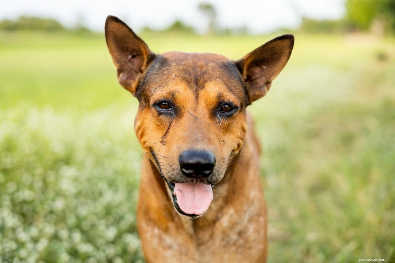 注意すべき犬のアレルギー症状 14 選：皮膚のかゆみを見つけて治療するための獣医師ガイド 