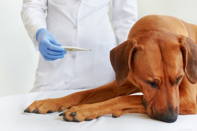 犬のあせも:特定、管理、予防に関する専門家ガイド 