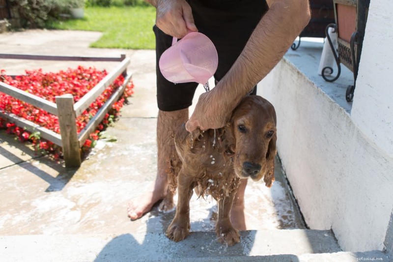 犬のあせも:特定、管理、予防に関する専門家ガイド 