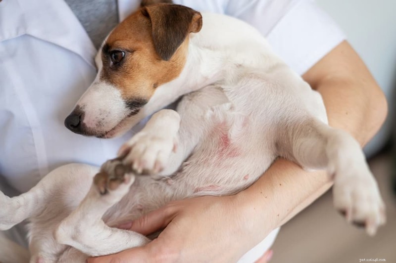 犬の効果的なアレルギー軽減：市販薬と処方箋の選択肢について説明 
