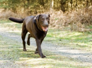 犬の関節痛の緩和：ペットの不快感を和らげる実証済みの4つの方法 