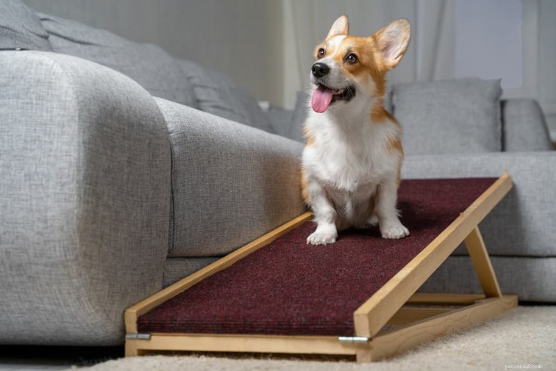 犬の関節痛の緩和：ペットの不快感を和らげる実証済みの4つの方法 