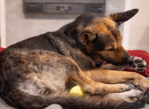 Běžné alergeny, které spouštějí psí alergie – příznaky, diagnostika a úleva 