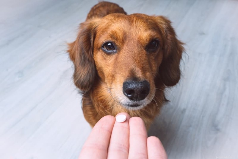 Piano di trattamento delle infezioni delle vie urinarie del cane:cosa aspettarsi – Una guida approvata dal veterinario 
