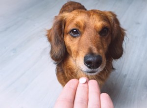 Plán léčby UTI psů:Co očekávat – průvodce schválený veterinářem 