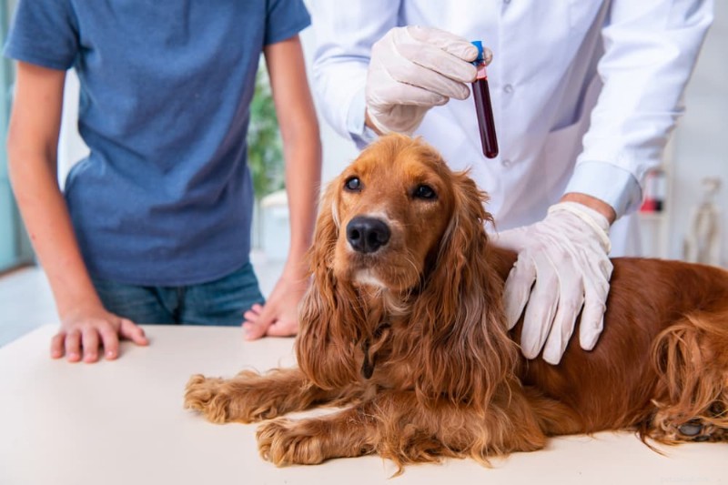 Guida completa al trattamento della malattia di Cushing nei cani:cosa devono sapere i proprietari 