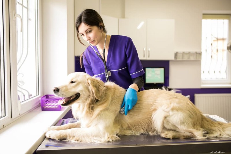 Linfoma canino:segni, stadi, diagnosi e trattamento basato sull evidenza 