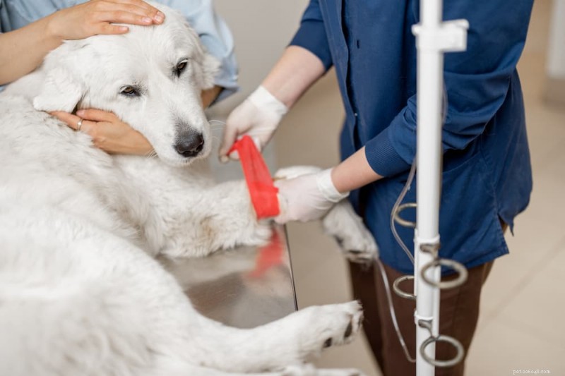 Förstå din hunds cancerbehandling:mål, alternativ och vad du ska förutse 