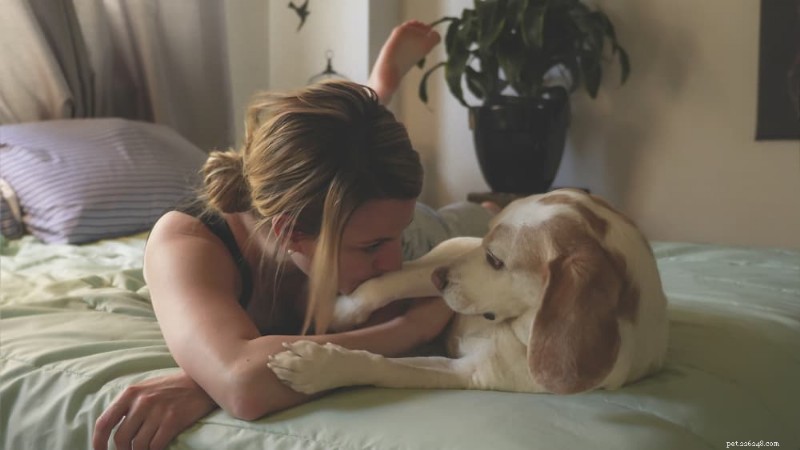 Förstå din hunds cancerbehandling:mål, alternativ och vad du ska förutse 