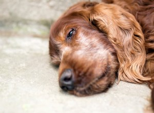 Eutanazie psa:Soucitný průvodce péčí a přípravou na konci života 