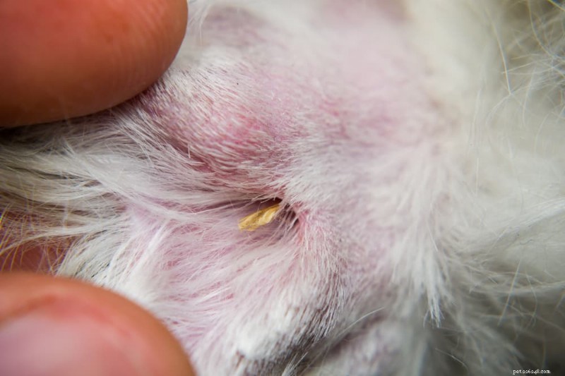 Les sétaires menacent les chiens :comment repérer, éliminer et prévenir ces mauvaises herbes dangereuses 
