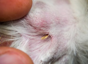 Foxtails ohrožuje psy:Jak rozpoznat, odstranit a zabránit těmto nebezpečným plevelům 