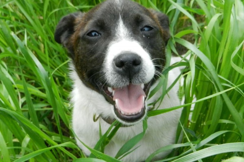 Morsi di mosca sui cani:cosa devi sapere su prevenzione e cura 