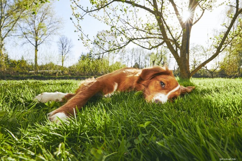Morsi di mosca sui cani:cosa devi sapere su prevenzione e cura 