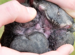 Pododermatitida u psů:Rozpoznání, diagnostika a léčba zánětu tlapky 