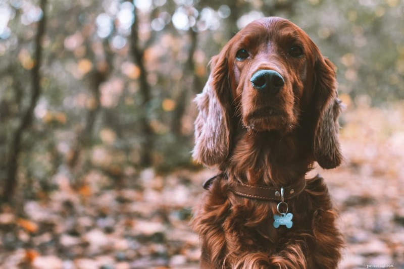 Bloedneuzen bij honden:oorzaken, symptomen en deskundige verzorgingstips 