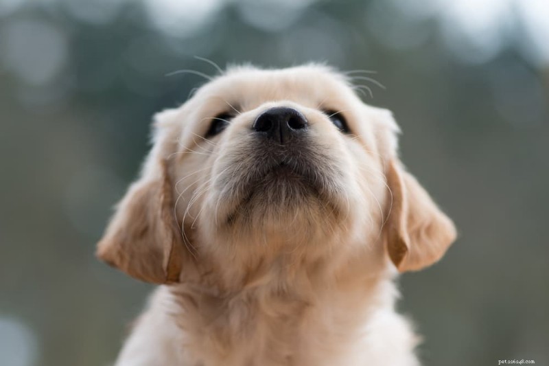 Bloedneuzen bij honden:oorzaken, symptomen en deskundige verzorgingstips 