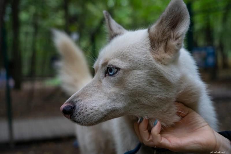 Bloedneuzen bij honden:oorzaken, symptomen en deskundige verzorgingstips 